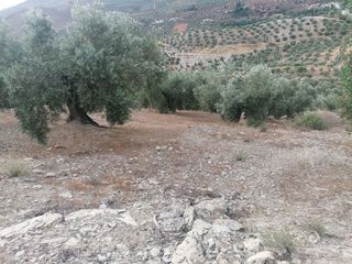 Finca de olivos