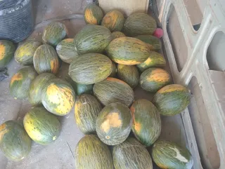 Portes, mudanzas, trabajos agrícolas, Jardinería