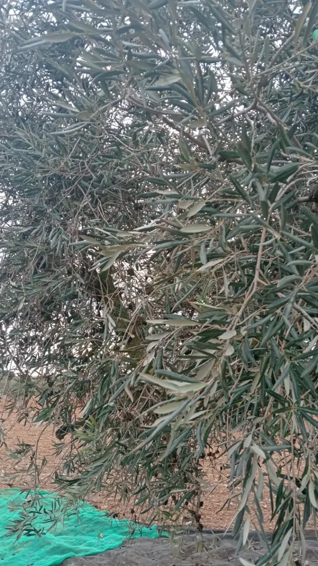 Portes, mudanzas, trabajos agrícolas, Jardinería