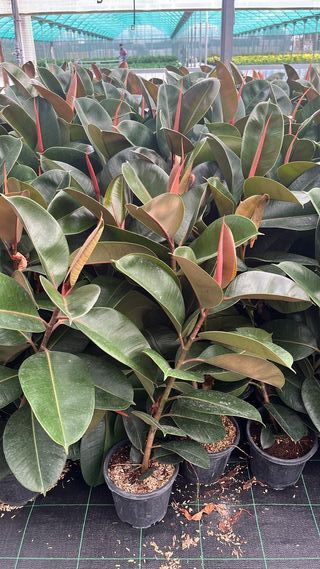 Ficus elastica robusta