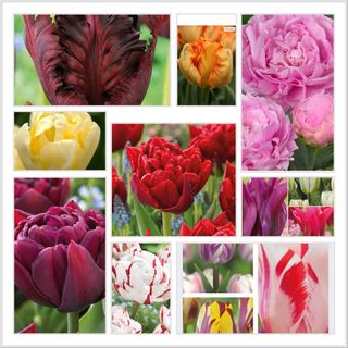 Mix tulipanes y peonia, oferta Kabaneia