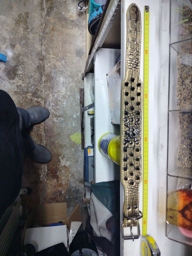 Collare Golden Skull per cani e spike