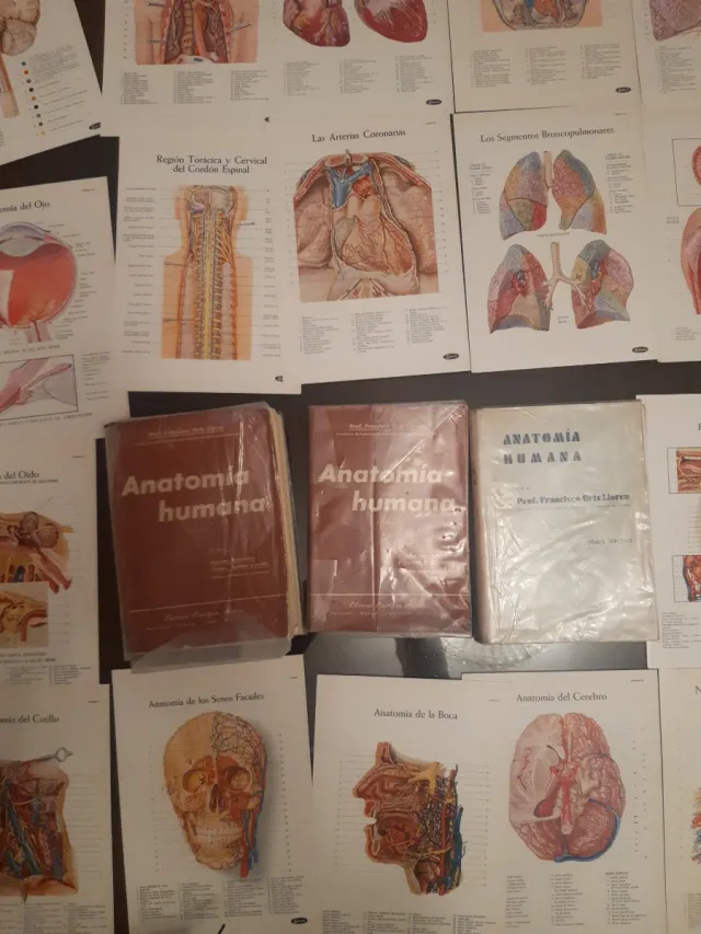ANATOMÍA HUMANA  LÁMINAS ANATÓMICAS