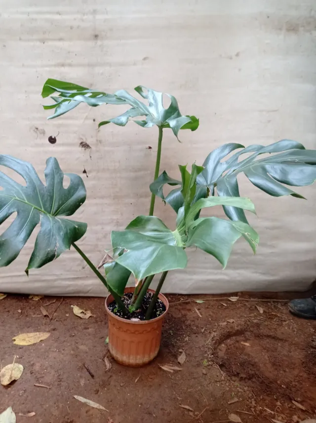 Planta Monstera Deliciosa