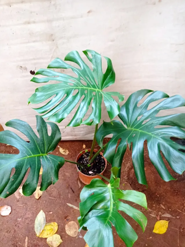 Planta Monstera Deliciosa