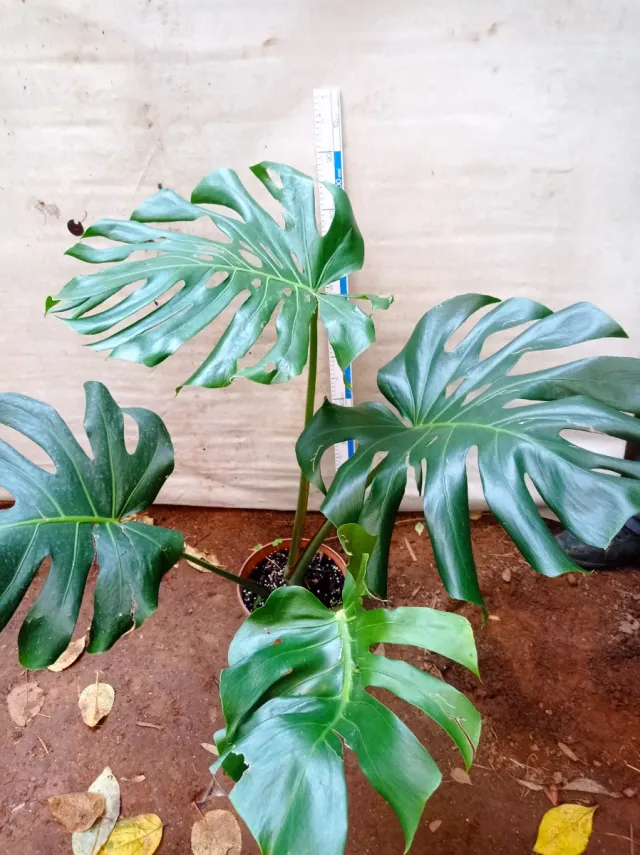 Planta Monstera Deliciosa