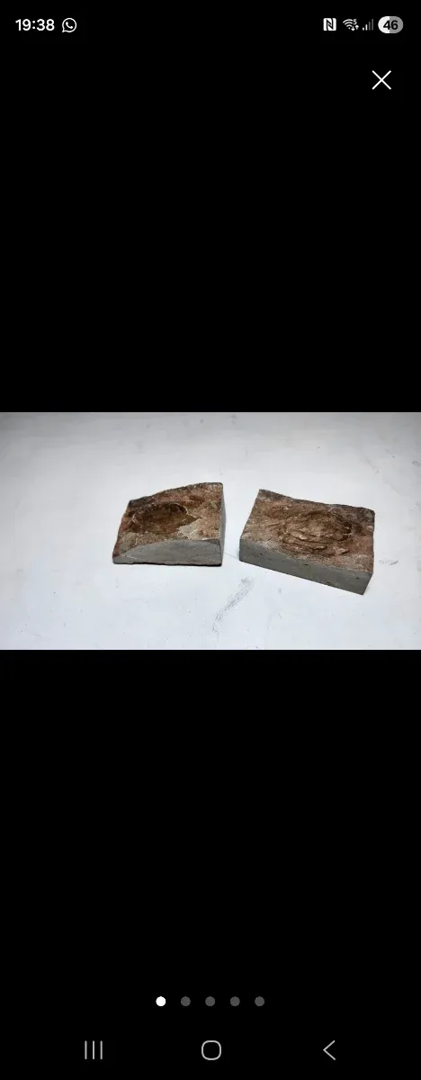 Fósil de mejillon en matriz natural, pieza partida