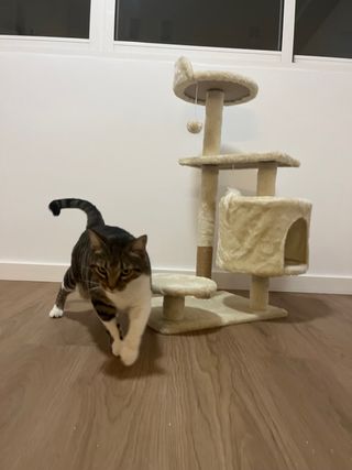 Tiragraffi per gatti