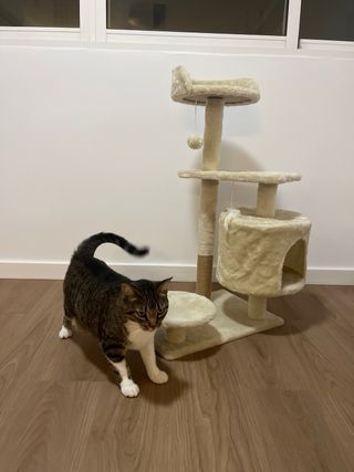 Tiragraffi per gatti