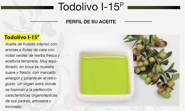 Planta Olivo Todolivo I-15