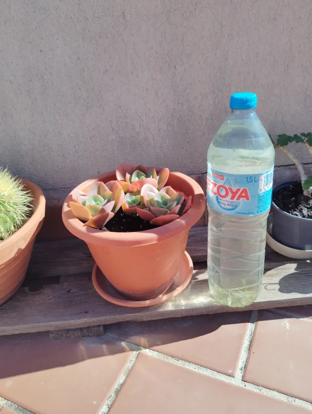 Planta Suculenta en Maceta