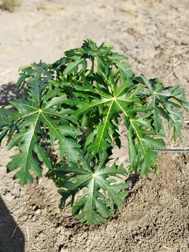 Árbol de Papaya 30-50 cm