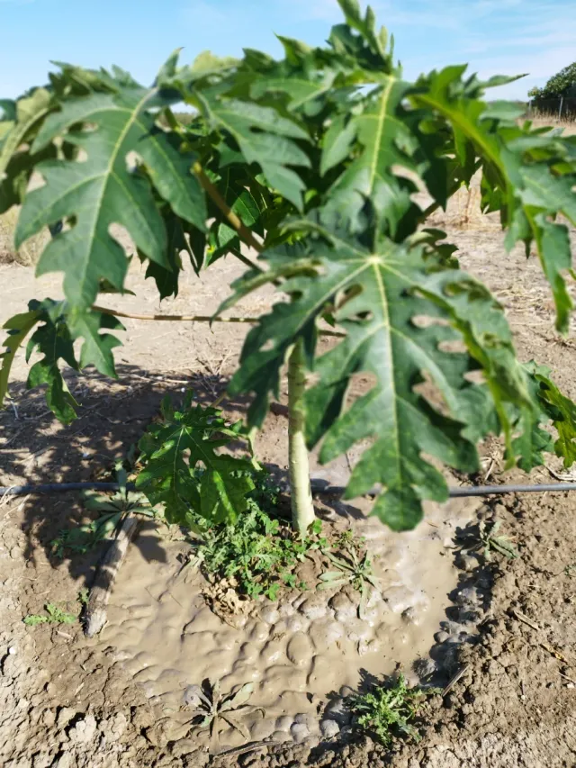 Árbol de Papaya 30-50 cm