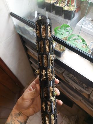 Tutor de plástico para plantas com musgo