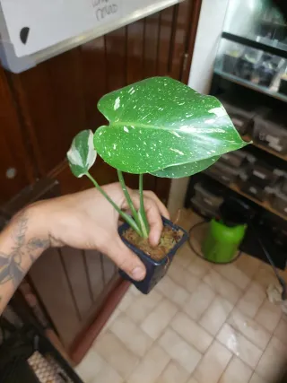 Monstera Thai Constellation corte em musgo