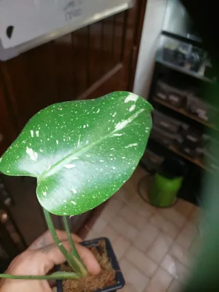 Monstera Thai Constellation corte em musgo