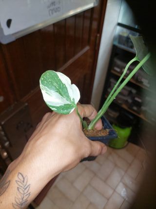 Monstera Thai Constellation corte em musgo