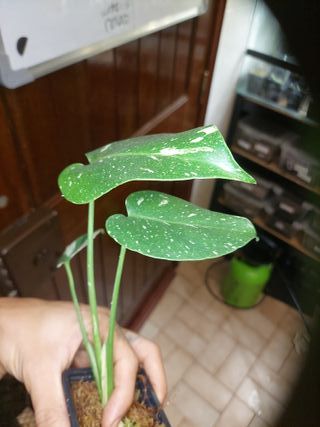 Monstera Thai Constellation corte em musgo