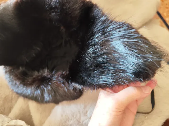 Colbacco pelliccia nero ecologica