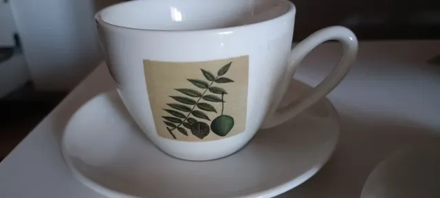 6 tazzine da tè o tisane