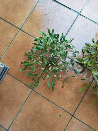 Muérdago para Navidad - Amuleto de Suerte