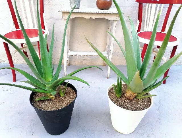 Plantas ALOE GIGANTES + macetas decorativas