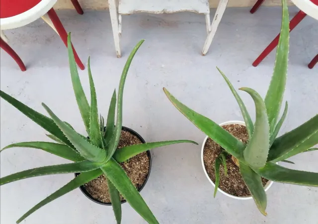 Plantas ALOE GIGANTES + macetas decorativas