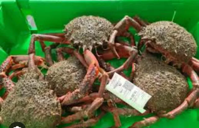 Redes para centolla nuevas