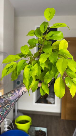 Ficus variegado grande collection bonsai
