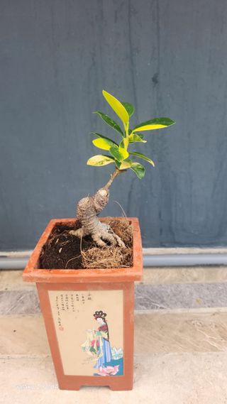 Ficus variegado grande collection bonsai