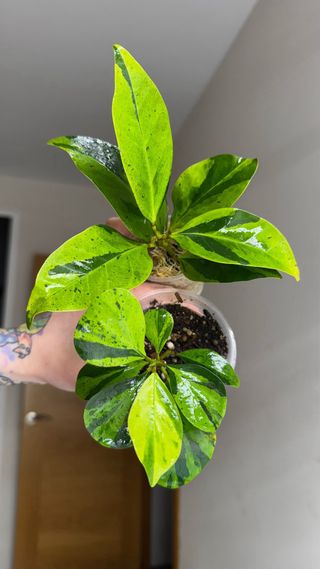 Ficus variegado grande collection bonsai