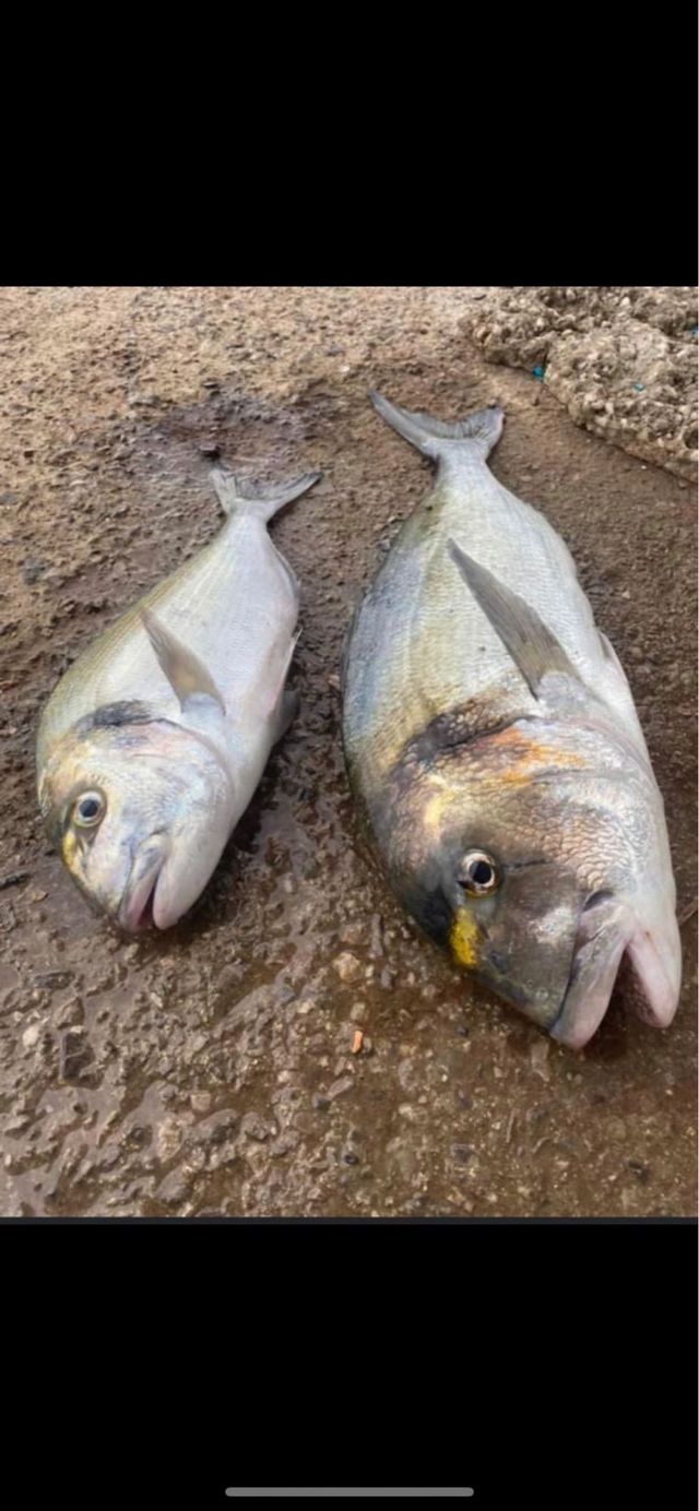 PESCA Dron DJI Phantom con GPS y Mecanismo