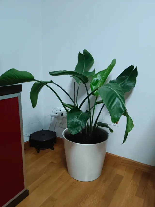 Planta grande natural estilo.palmera.