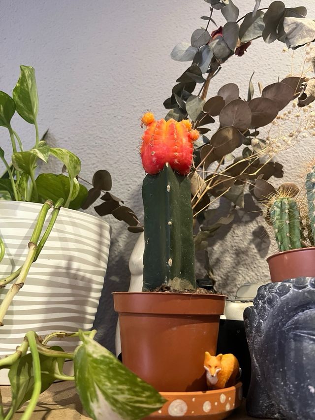 Cactus Bicolor specie rara