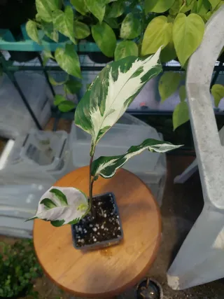 Planta Calathea White Fusion
