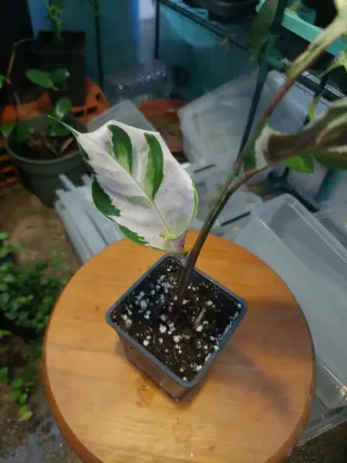 Planta Calathea White Fusion