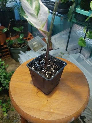 Planta Calathea White Fusion