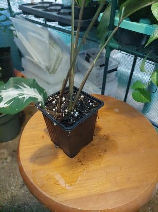 Planta Calathea White Fusion