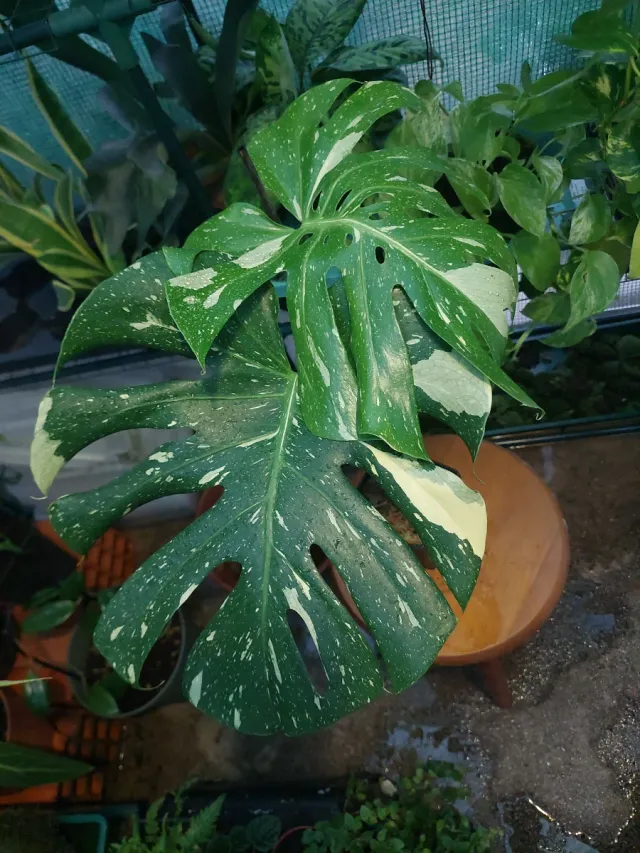 Top Cutting Monstera Thai Constellation