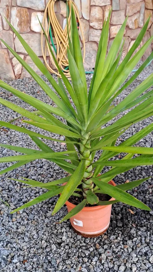 Planta Natural Yuca, Exterior/Interior