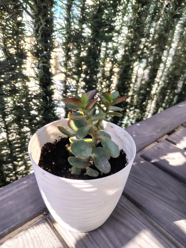 Planta Suculenta con Maceta Blanca con plato