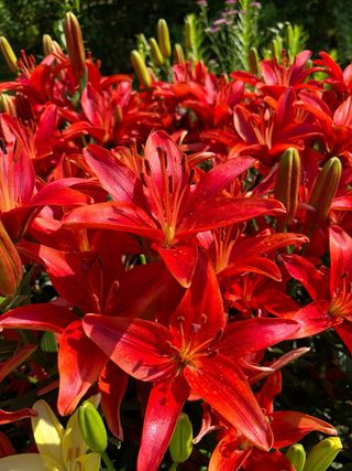 3 bulbi giglio Asiatico rosso Red Country