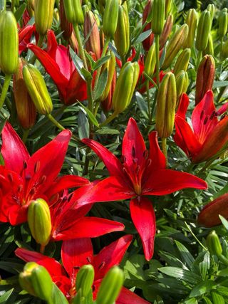 3 bulbi giglio Asiatico rosso Red Country