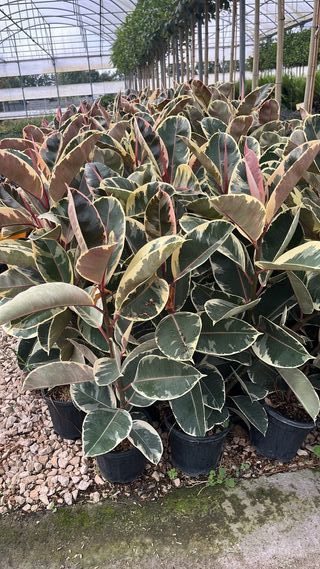 Ficus Elastica Tineke