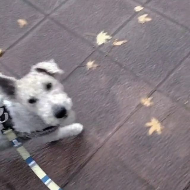 Retrato de perro personalizado