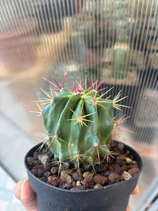 Cactus Ferocactus Stainesii