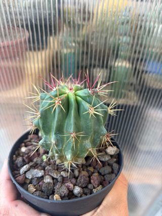 Cactus Ferocactus Stainesii