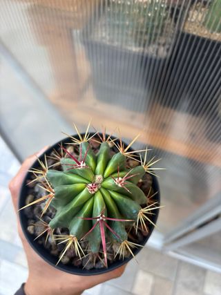 Cactus Ferocactus Stainesii