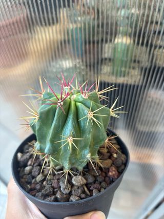 Cactus Ferocactus Stainesii
