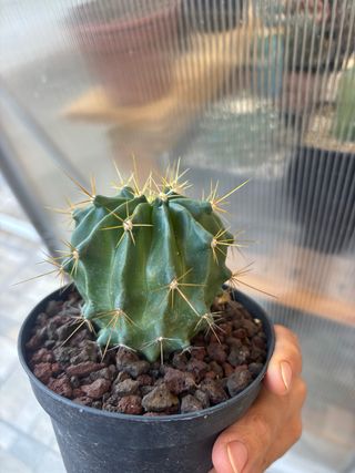 Cactus Ferocactus Stainesii Albispina